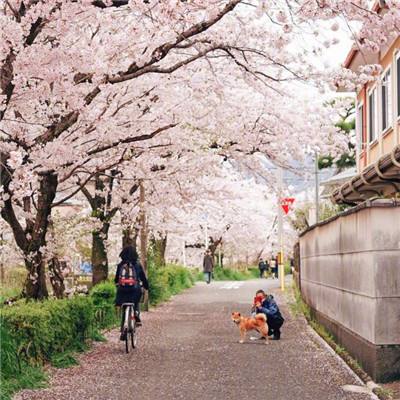 日本调查：全年不参加一次课外运动的儿童人数持续增加